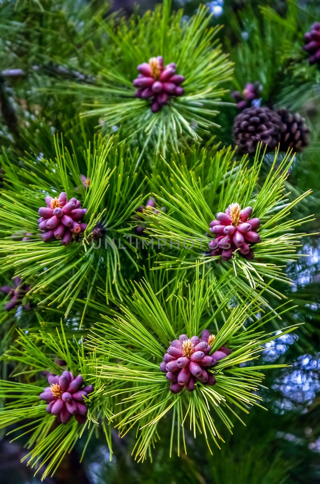 Red pinus growing in a forest in southern Argentina