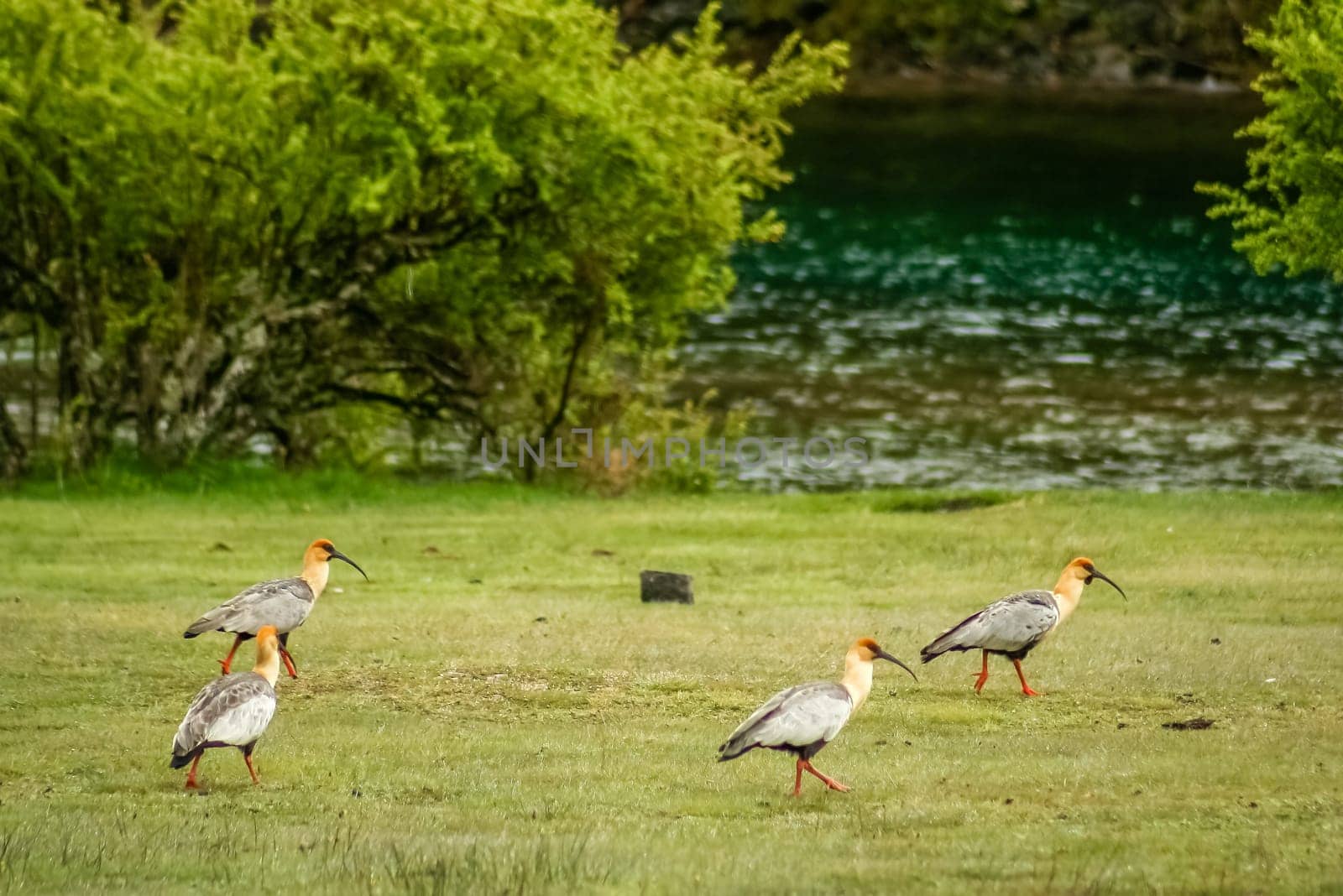 Four black faced ibises walking on the grass in the Lake District region in argentinian Patagonia