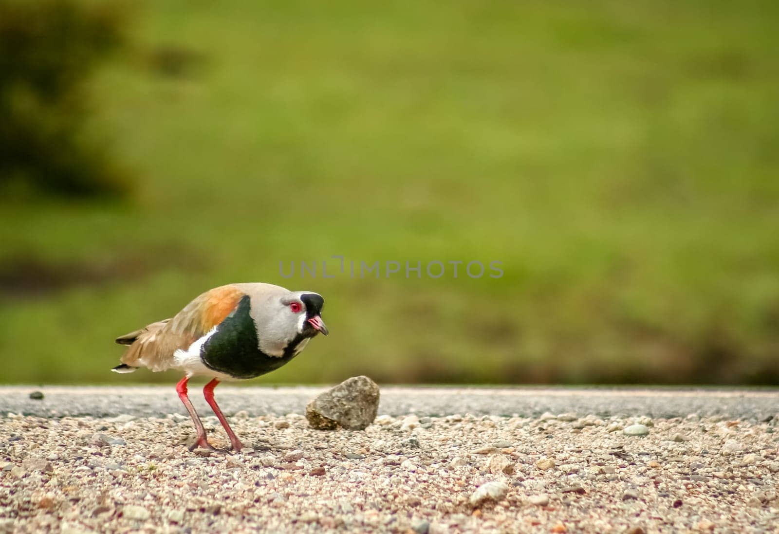 Tero bird, also called Southern lapwing, walking on the ground in Lake district region of argentinian Patagonia