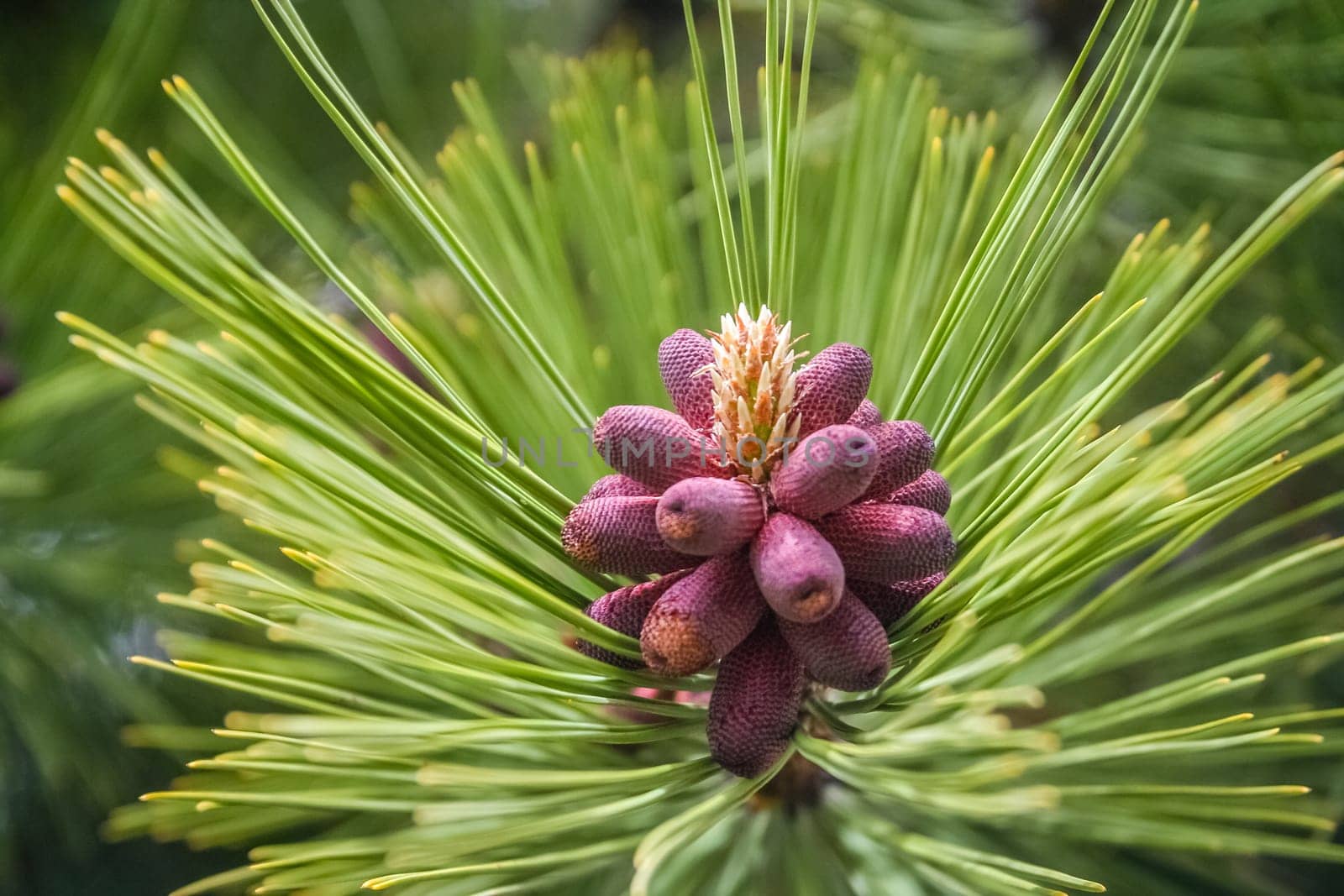 Red pinus growing in a forest in southern Argentina