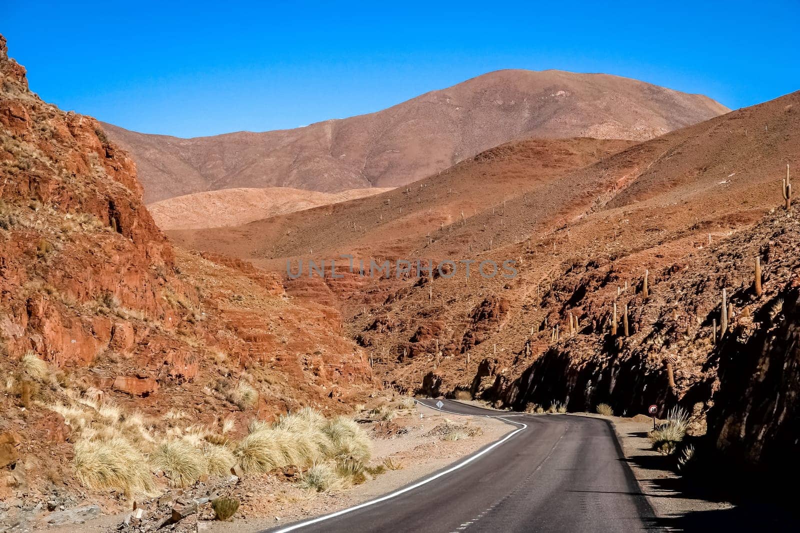 Empty road through dry, cactus ridden landscape  in the northern part of Argentina