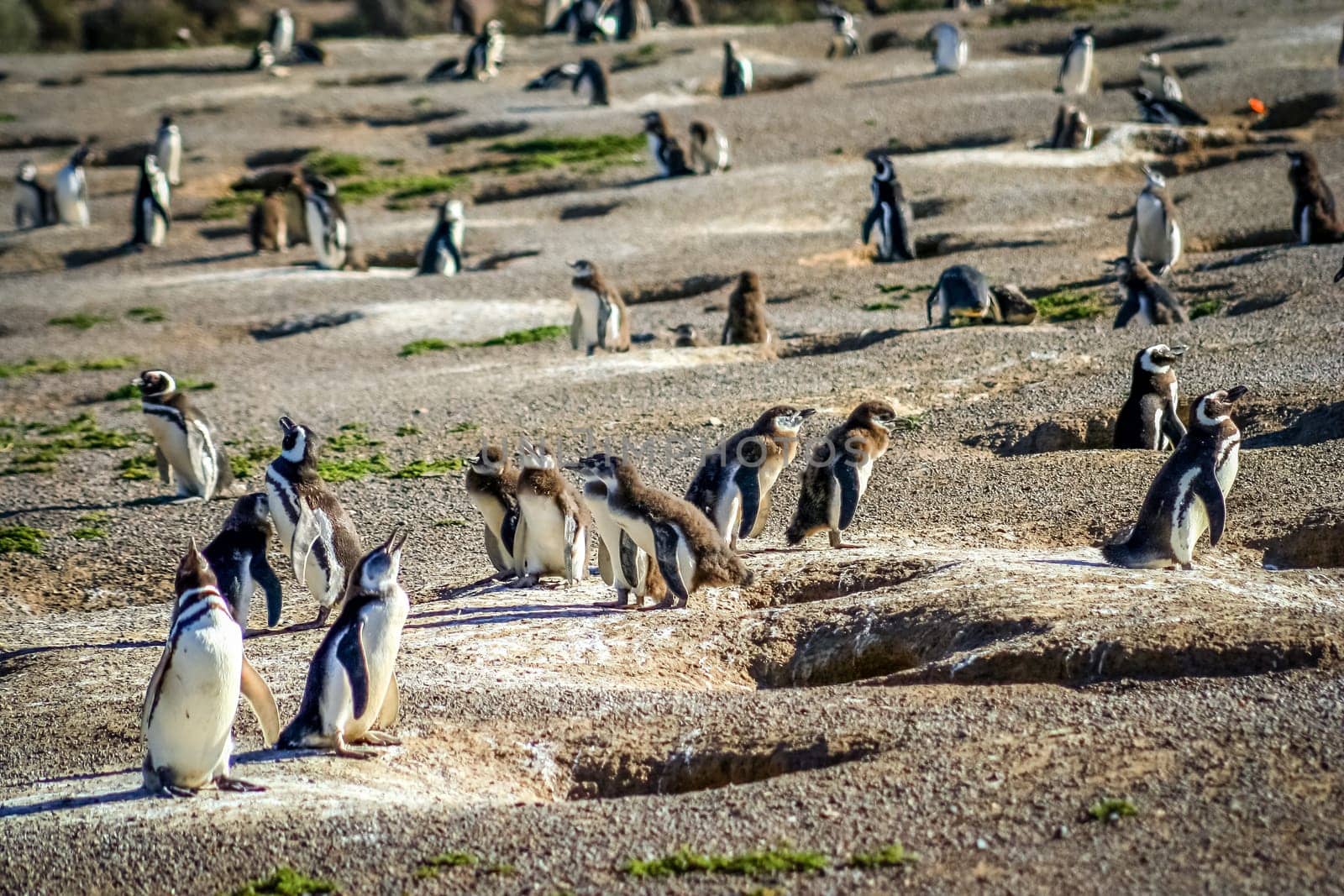 Penguins and their nests in the ground, Punta Tombo, Argentina, South America