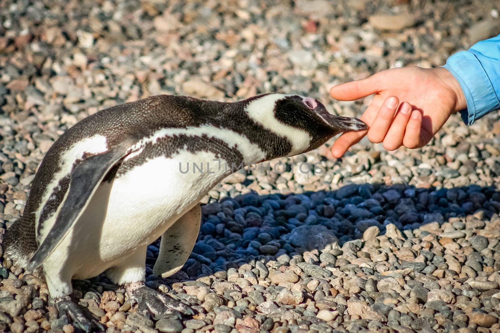 Curious Magellanic penguin leaning towards human hand
