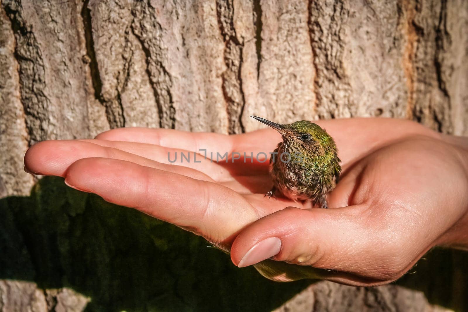Little green hummingbird in a protective human hand