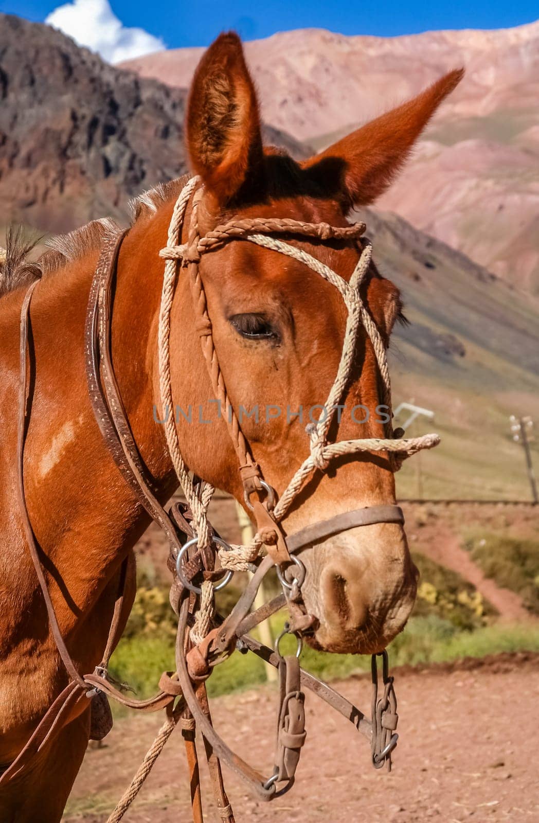Head of a gaucho horse in front of the provisional stable in the argentinian Andes