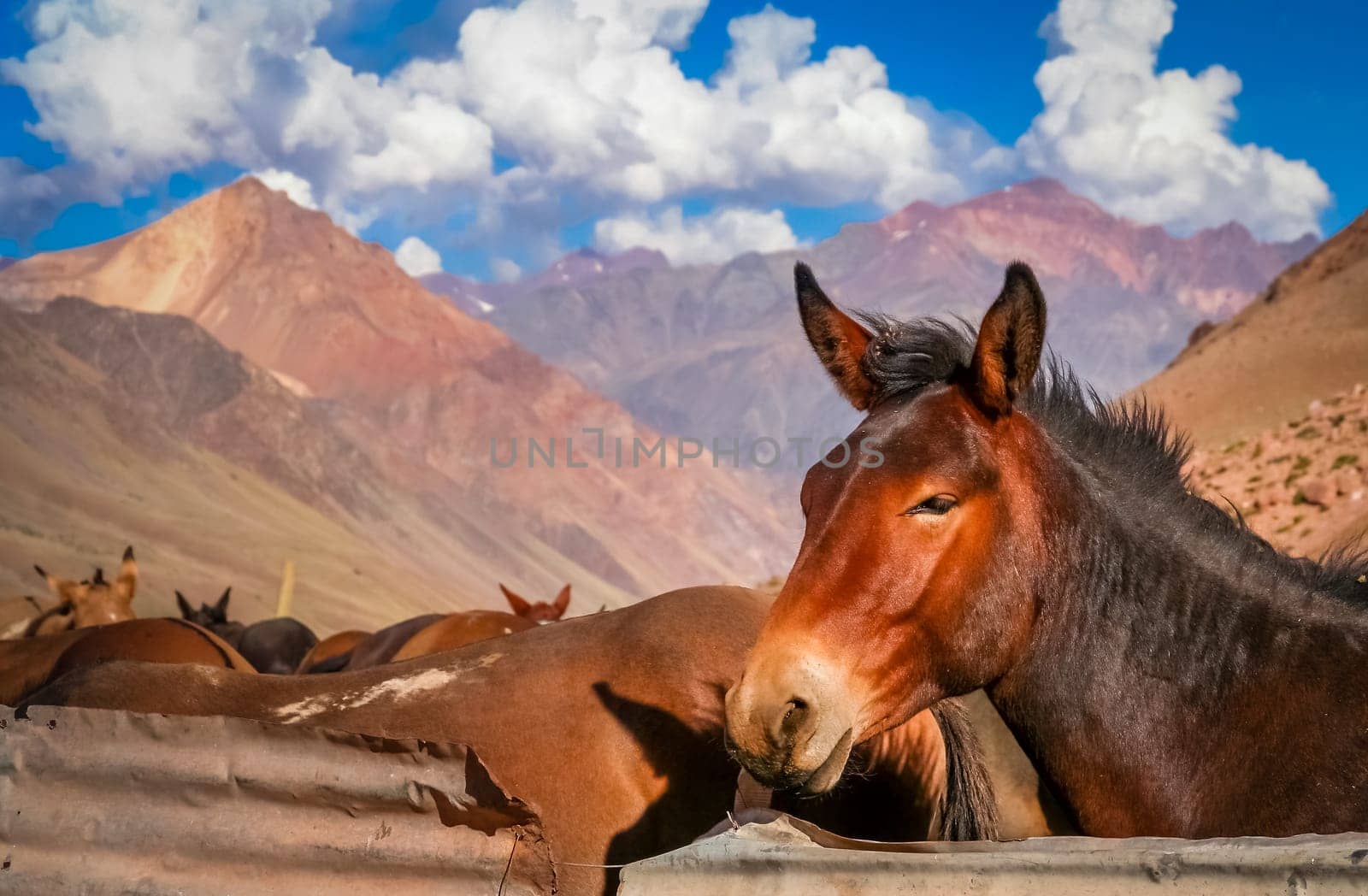 Brown horse in a provisional stable in the argentinian Andes