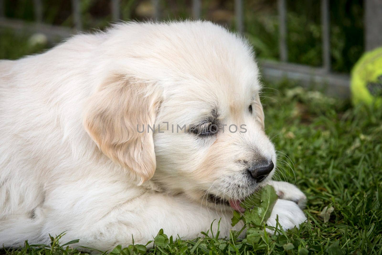 Golden Retriever Puppy Eats Grass - Exterior Shot