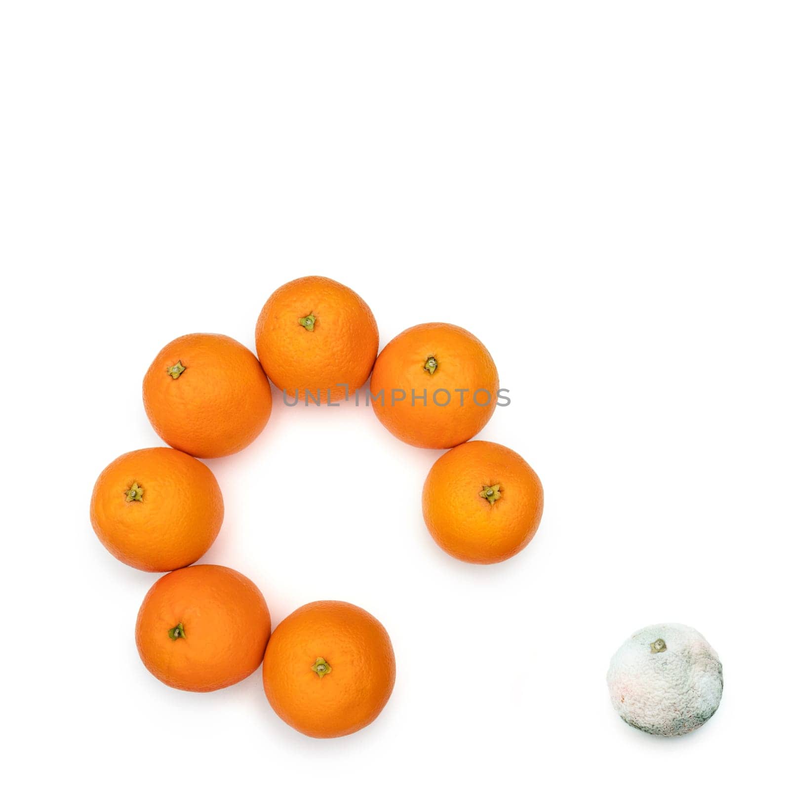 Moldy orange removed from the circle of the good ones. Concept for the bad ones out of the good ones.