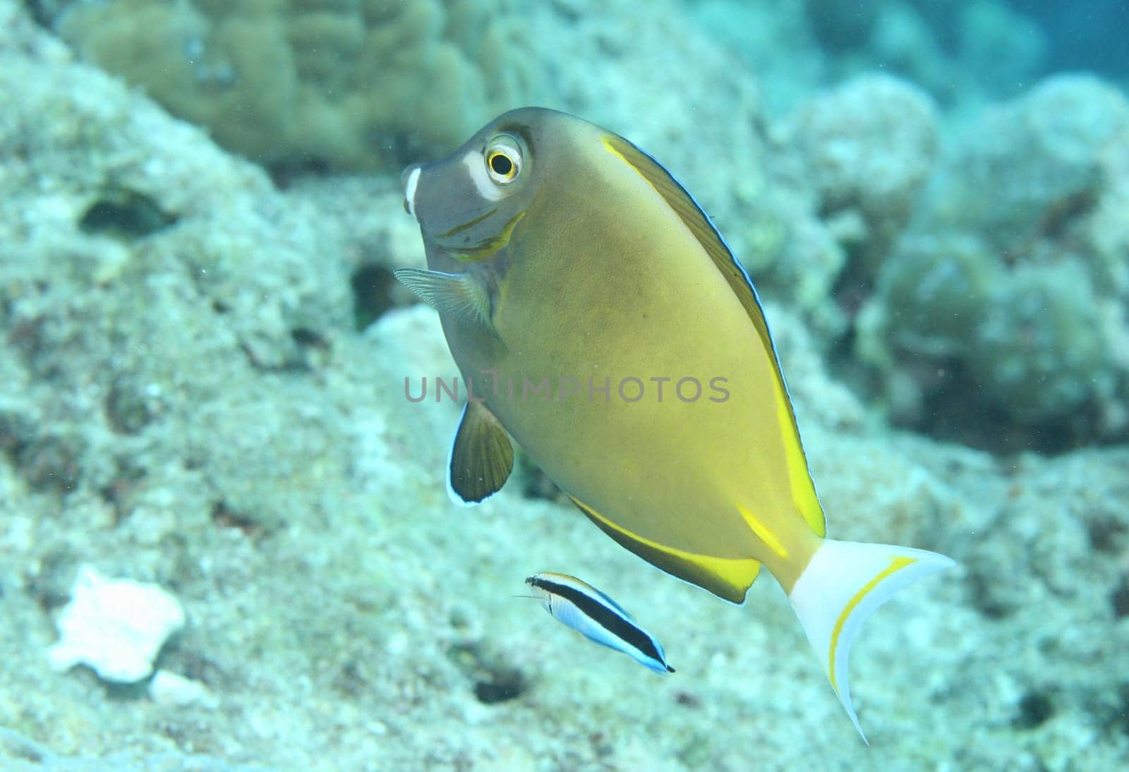 coral life underwater diving safari Caribbean Sea