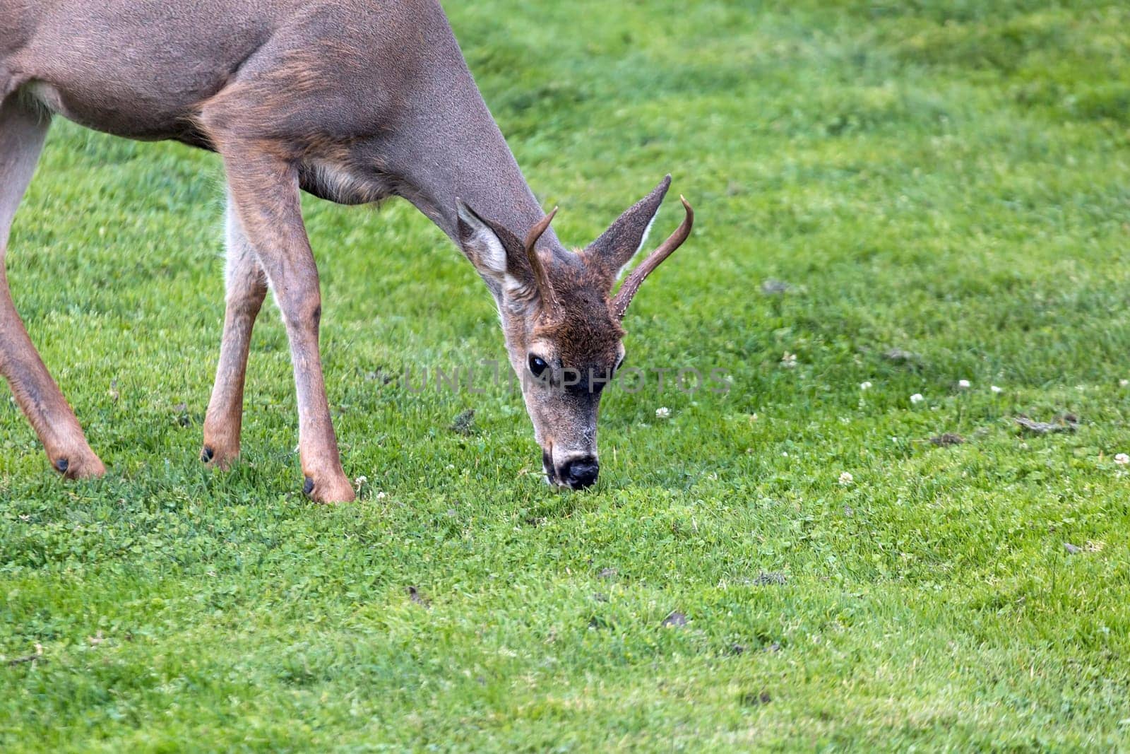 Young Deer Buck grazing grass at Point Defiance Park in Tacoma Washington