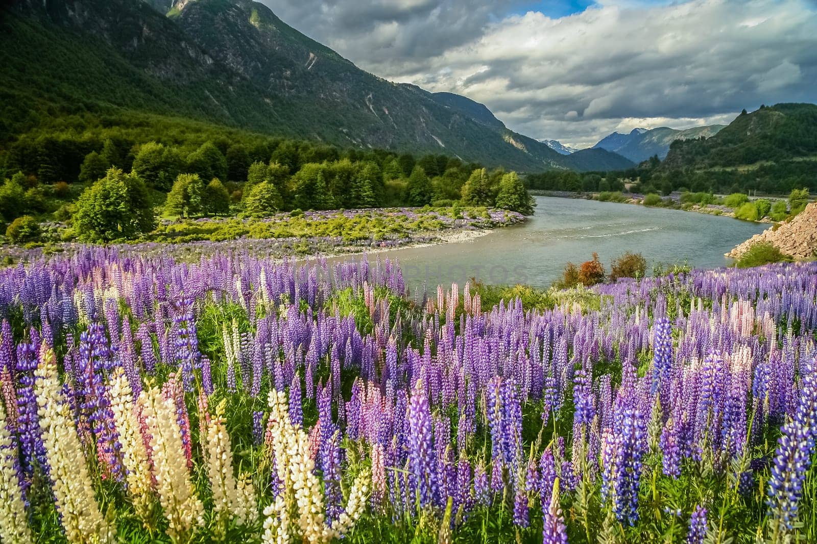 Lupin field and mountain river scenery in Chilean Patagonia, Chile