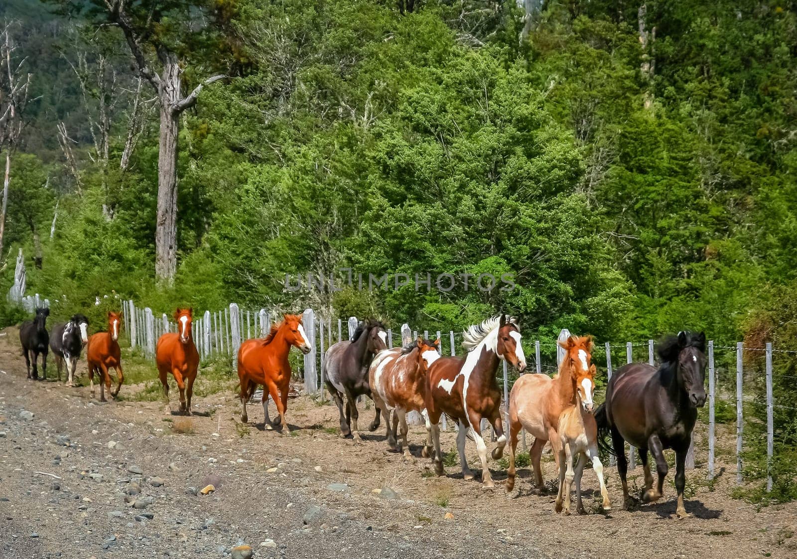 Wild horses running along the Carretera Austral in Patagonia, Chile