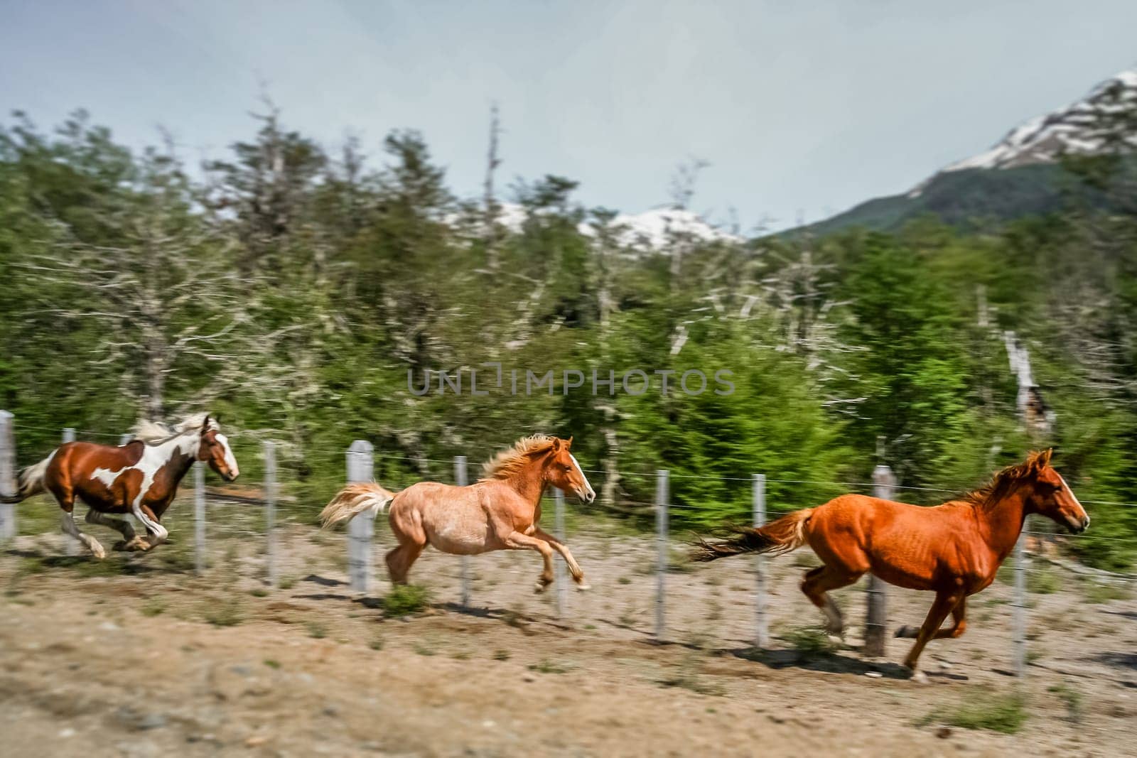 Three horses running along the Carretera Austral in chilean Patagonia