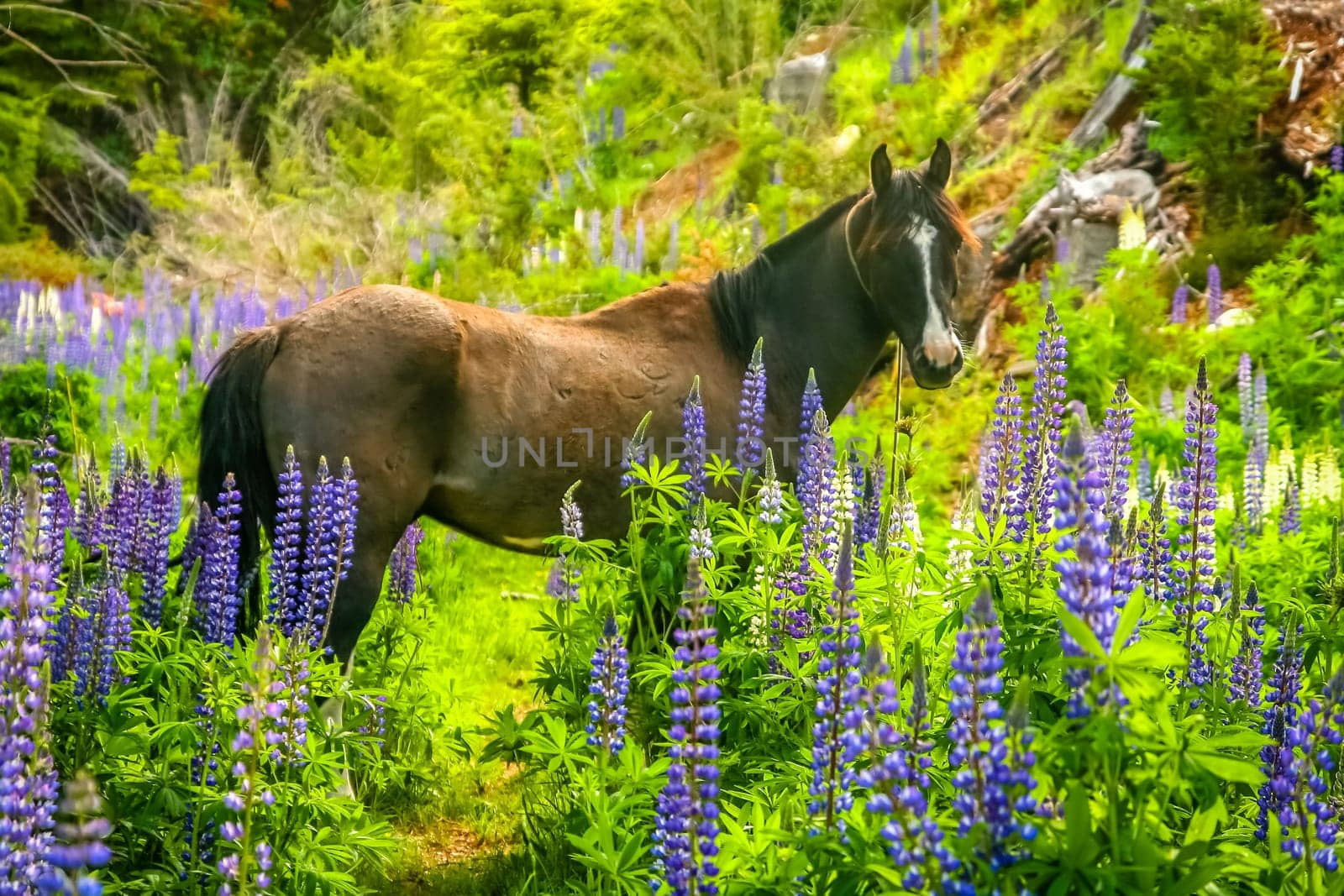 Horse standing among lupin in a meadow in Carretera Austral, Chile
