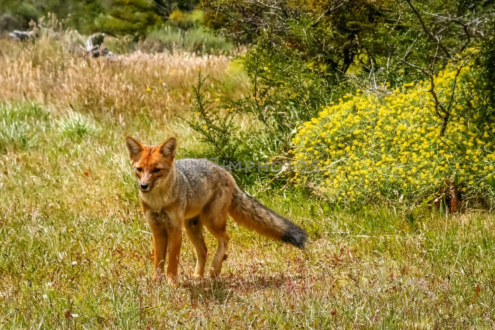 Fox walking in a grass, Torres del Paine National Park, Chile