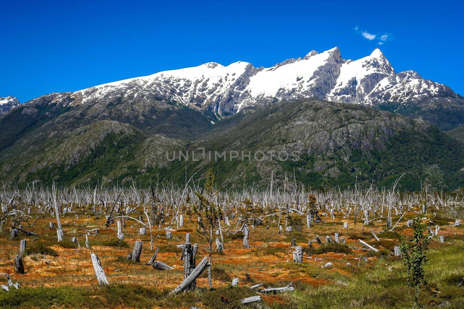 Remains of a forest burnt down to make space for agriculture, southern Patagonia, Chile