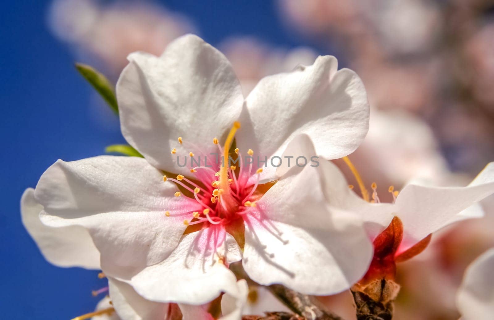 Flowers on the blossoming cherry trees in orchard in spring