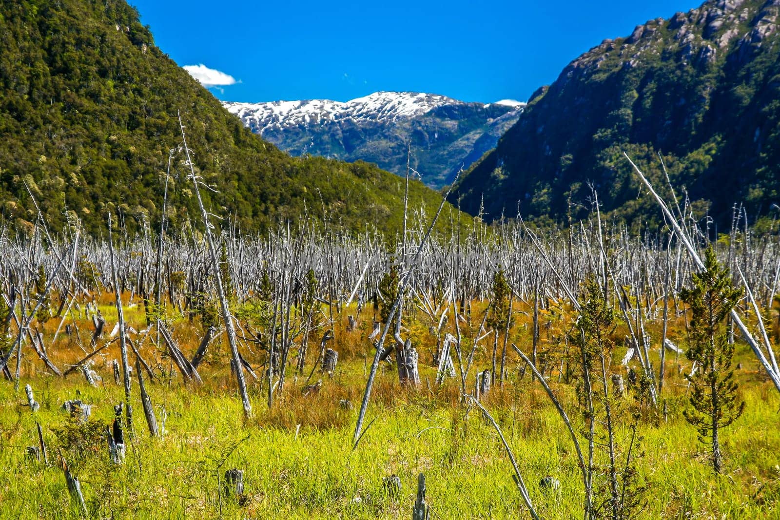 Remains of a forest burnt down to make space for agriculture, southern Patagonia, Chile