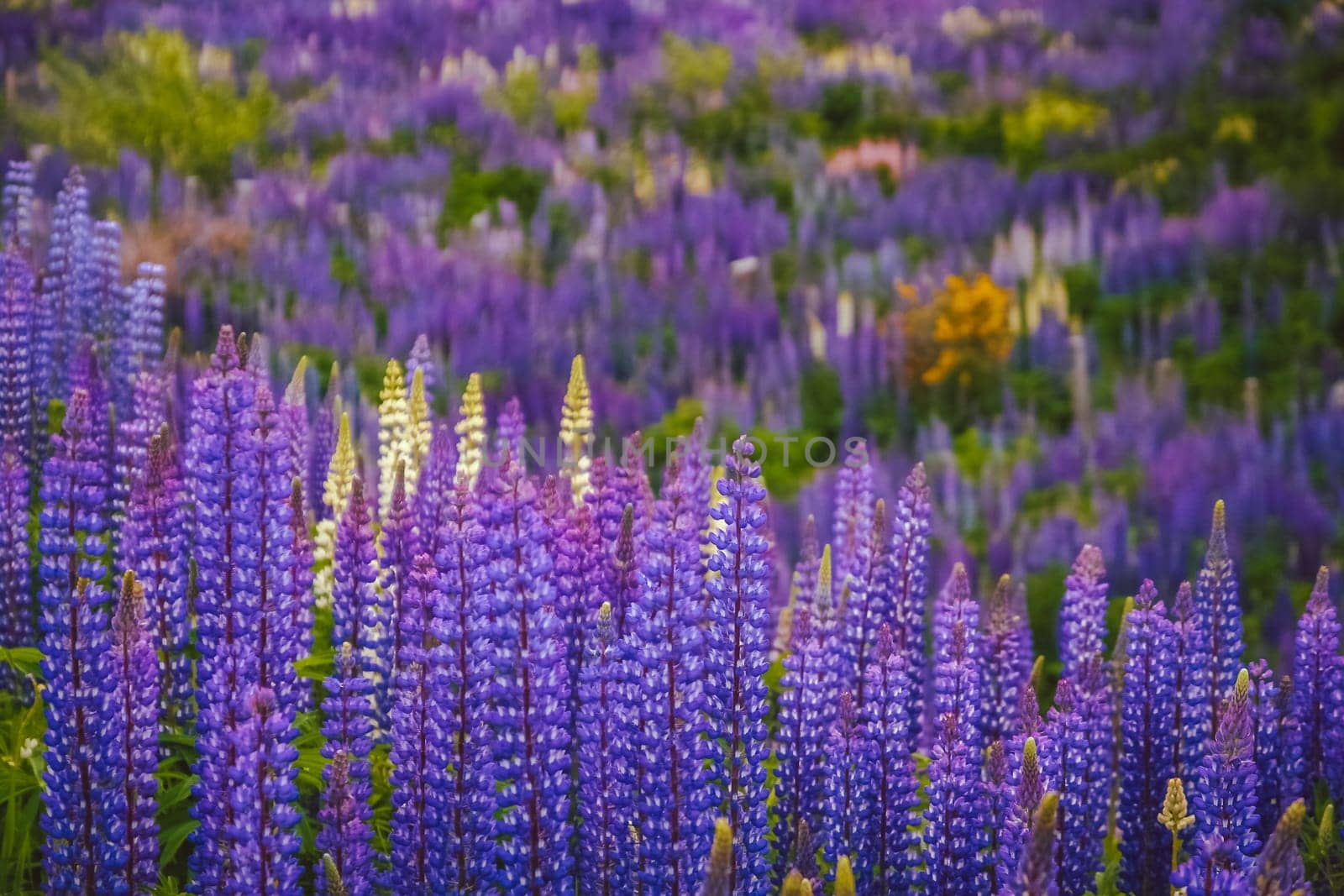 Lupin field blooming in spring in southern Chile