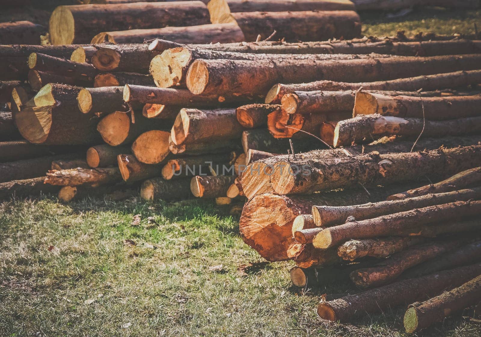 Firewood logs stacked in piles outside cottage