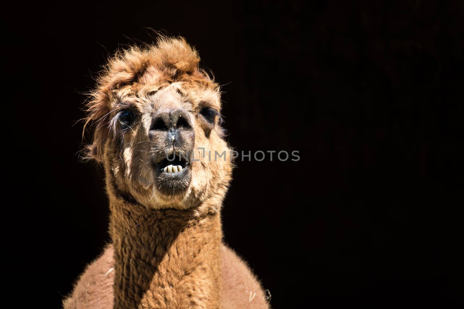 Alpaca in front of its barn on the farm in Kent, England