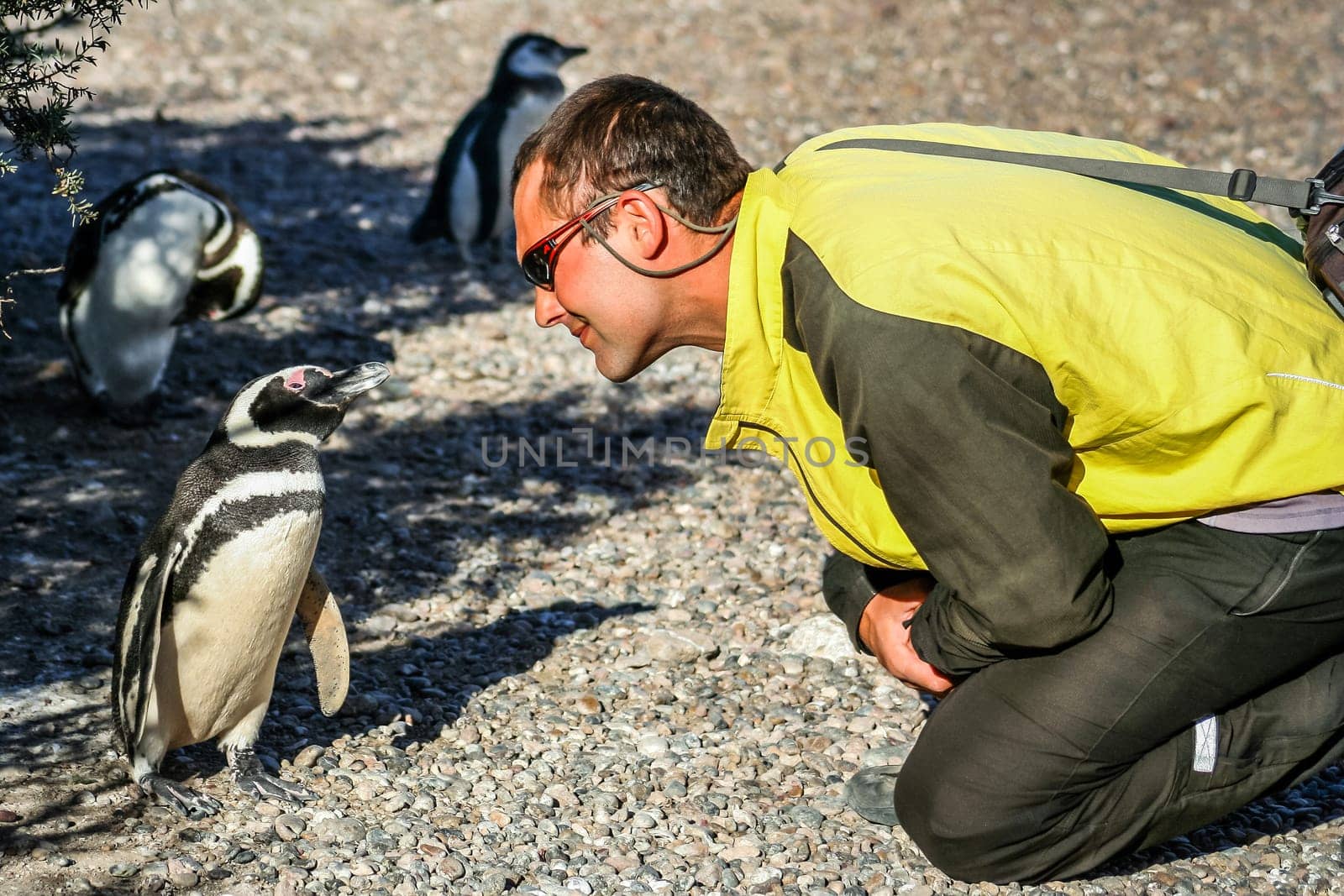 Tourists looking closely at a small, curious Magellanic penguin in Punta Tombo, Argentina