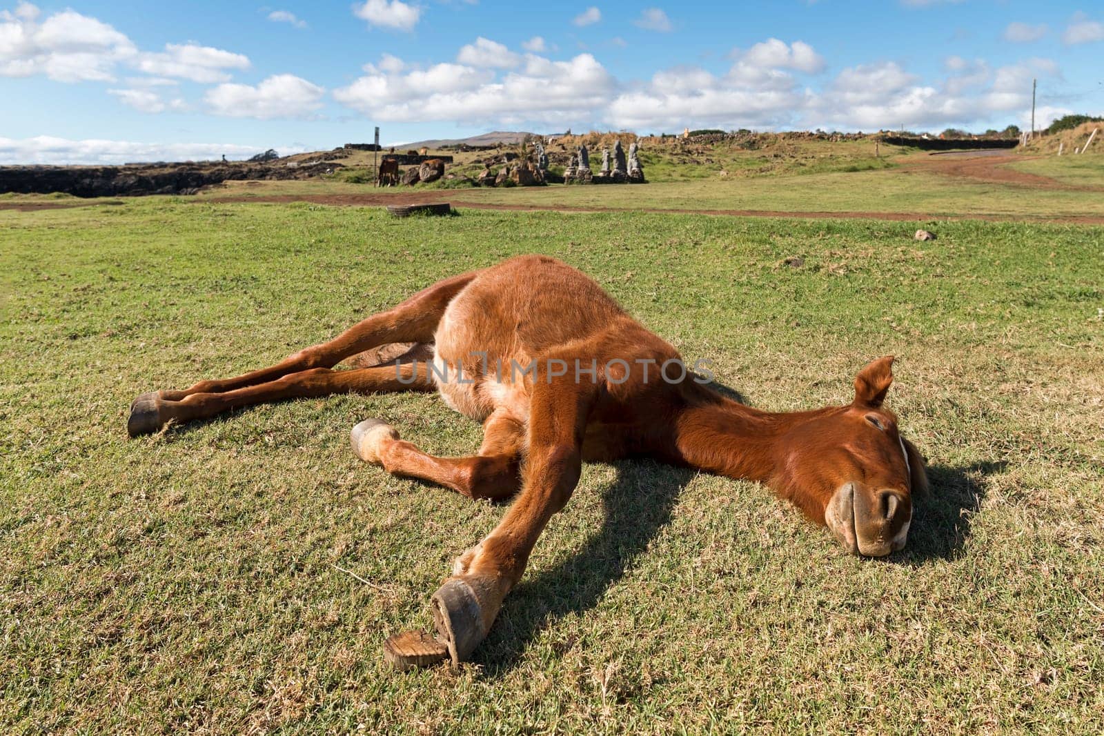 Horse rests,behind Hitu Merahi,the seven archangels,sculpture group at Hanga Vare Vare,Easter Island,Valparaíso,Chile,Polynesia,Oceania