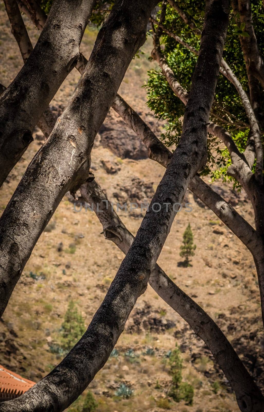 Strangely growing tree branches in Fataga in Gran Canaria