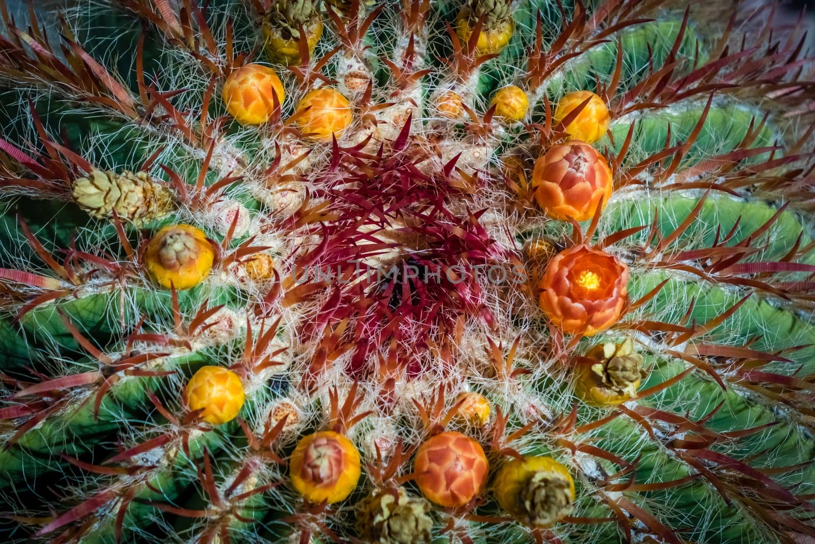 Large cactus photographed in Gran Canaria, Canary Islands, Spain