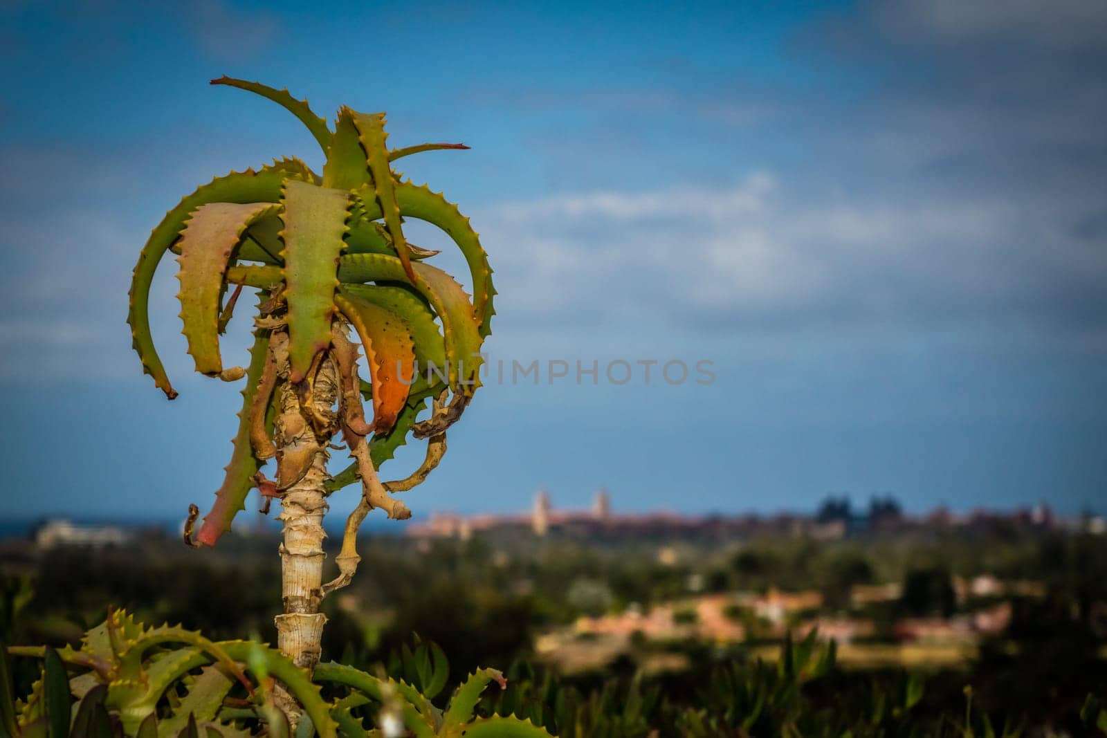 Single cactus growing on the hill with Maspalomas panorama in the background, Gran Canaria, Canary Islands, Spain