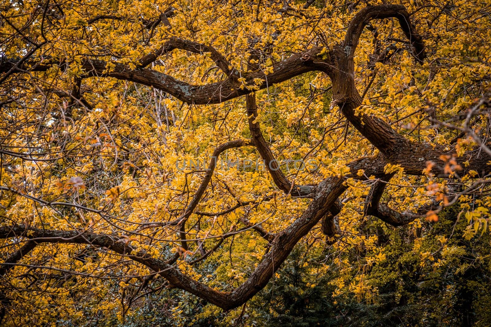 Yellow and orange colors blossoming tree in spring in the Rookery in Streatham Common Park in London, UK