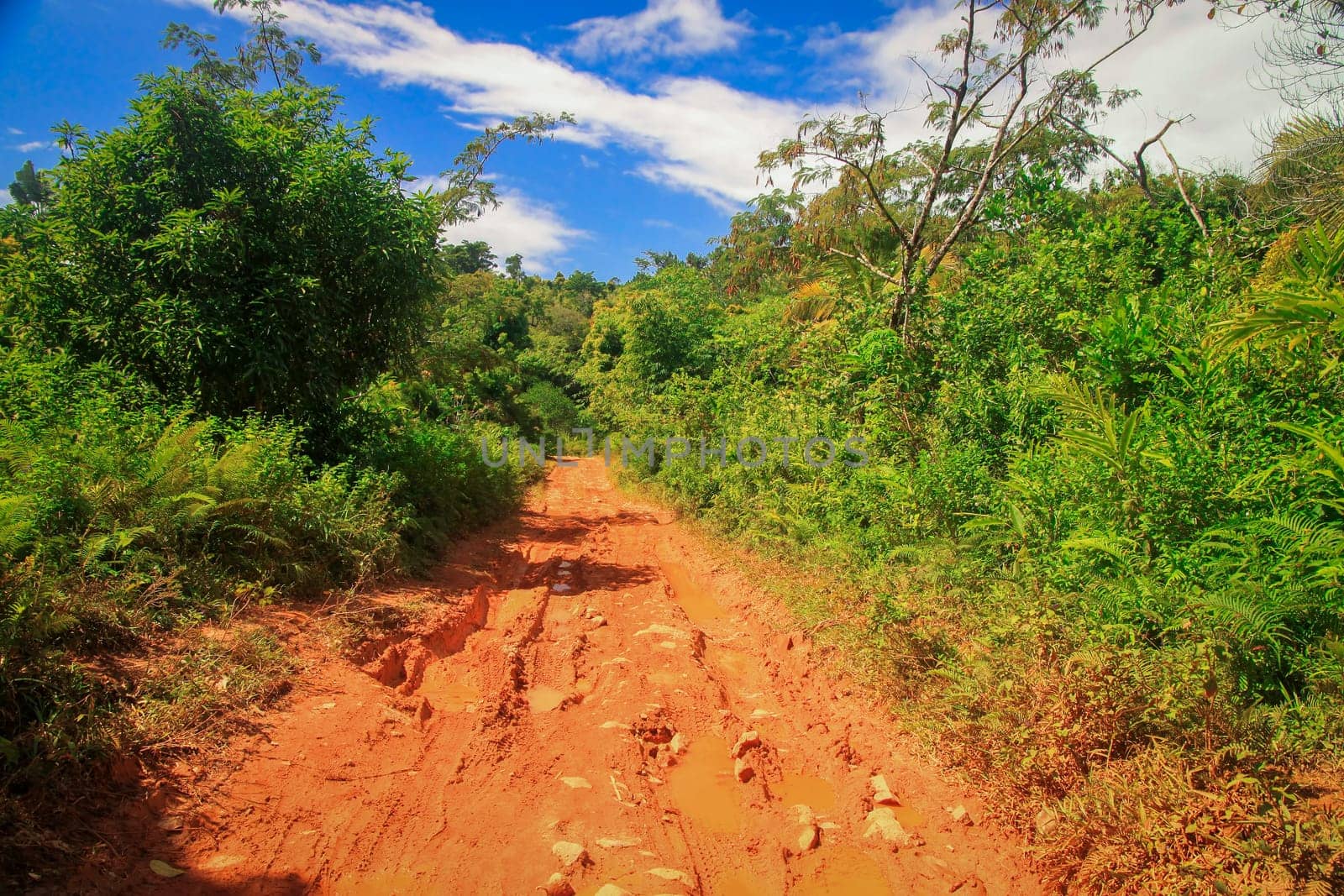 Muddy road in the Madagascar tropical jungle