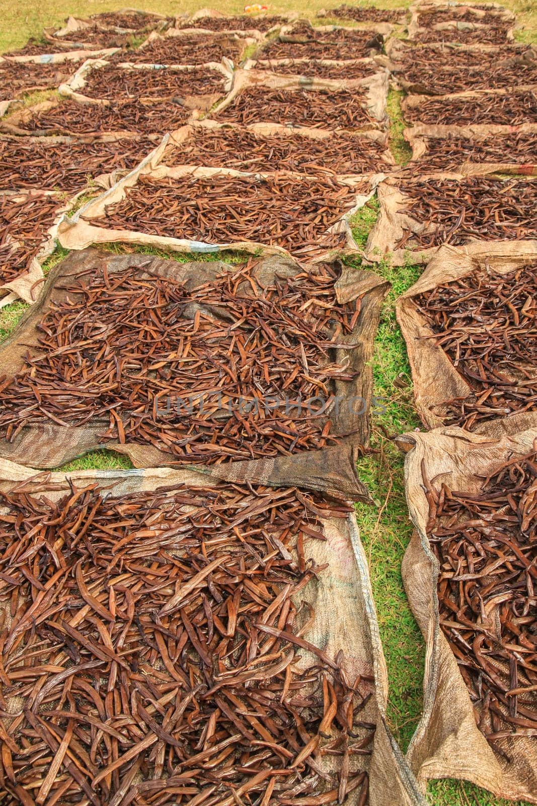 Vanilla pods collected and left to dry on the sun