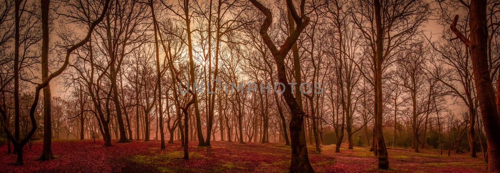 Beautiful misty forest near Rookery in London