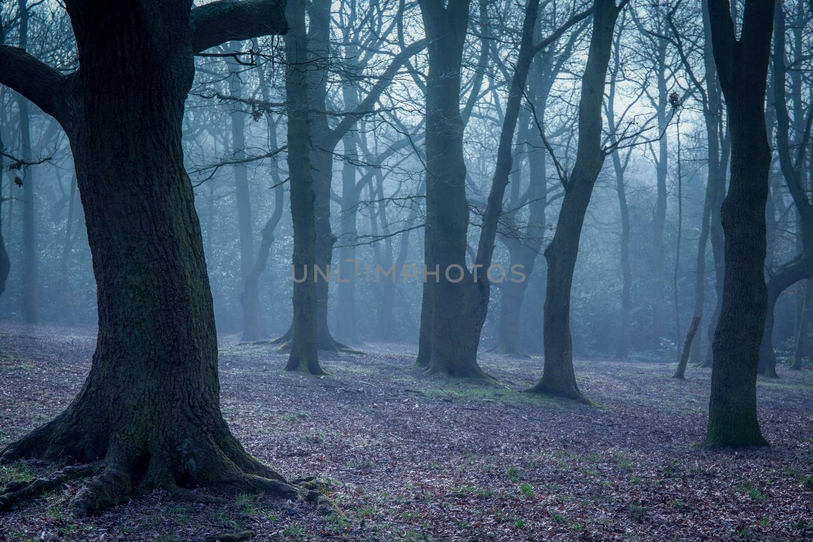 Beautiful misty forest near Rookery in London
