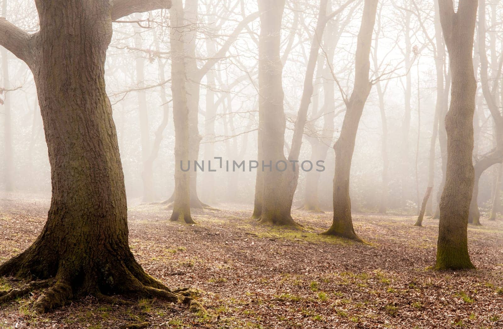 Beautiful misty forest near Rookery in London