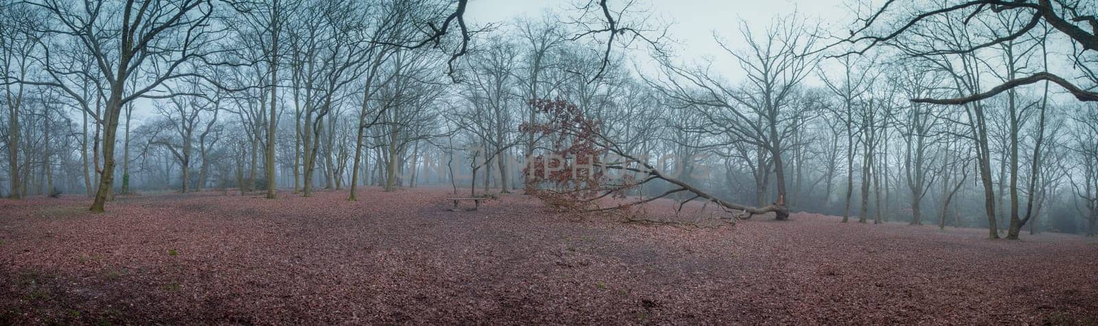 Beautiful misty forest near Rookery in London