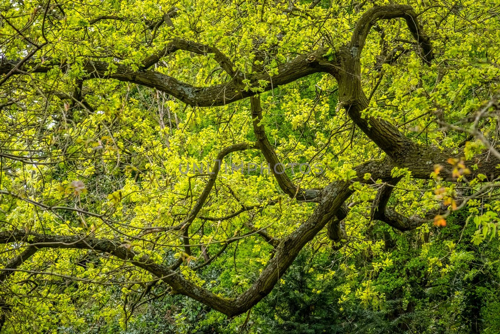 Green leaves  blossoming tree in spring in the Rookery in Streatham Common Park in London, UK