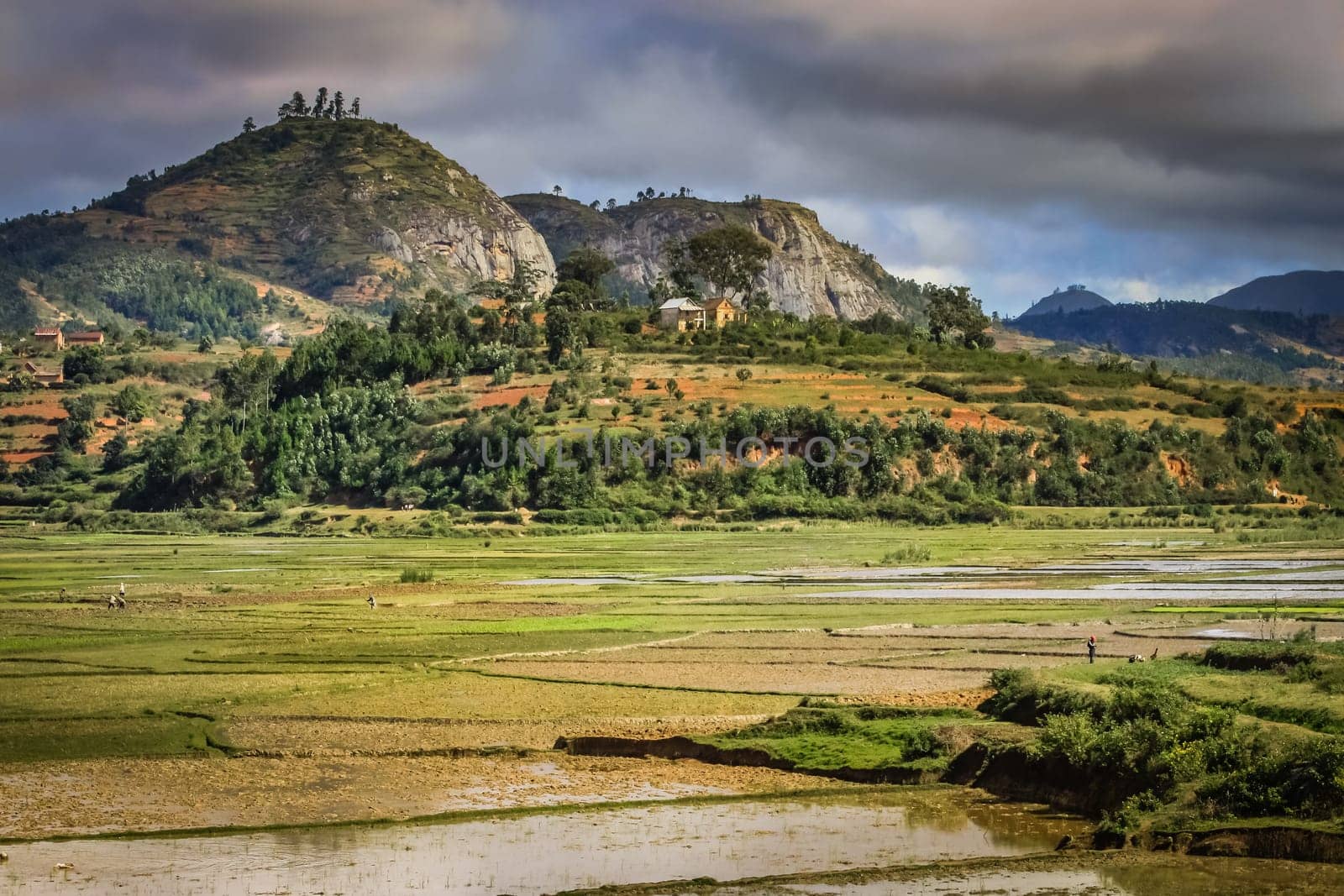 Ricefields as a part of stunning rural landscape of Madagascar central highlands