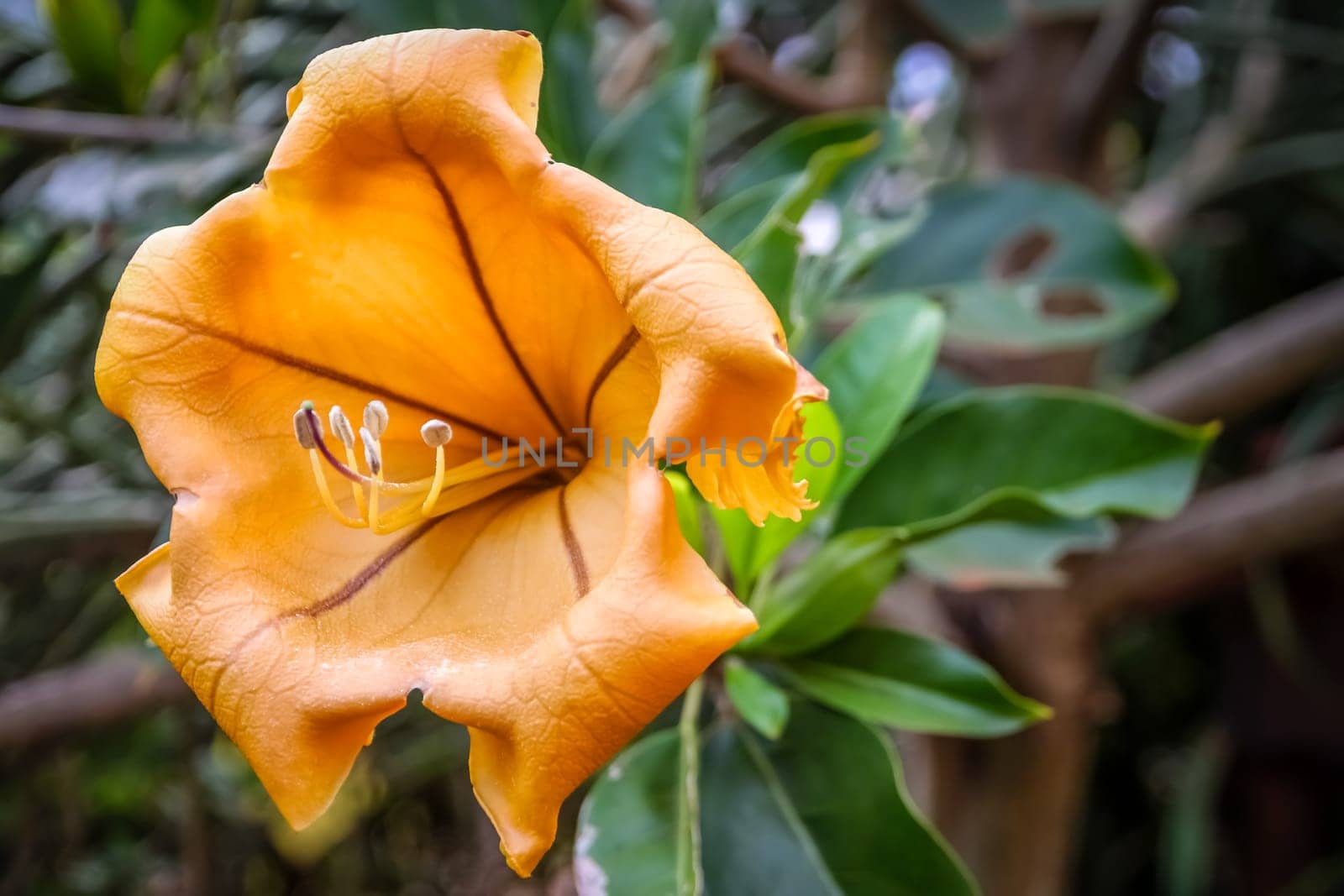 Yellow tropical Madagascar flower growing in a rainforest