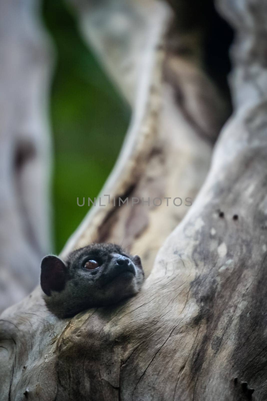 Small Lepilemur Ankaranensis, Ankarana Sportive Lemur, hiding in a tree in Ankarana National Park, Madagascar, Africa