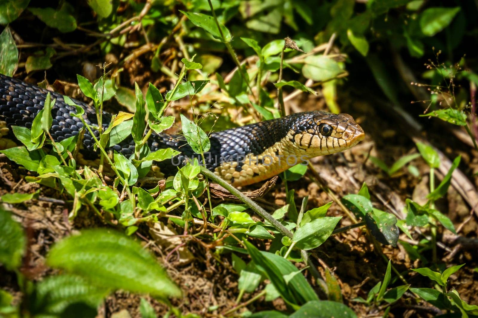 Black snake lurking through lush foliage in the madagascar rainforest