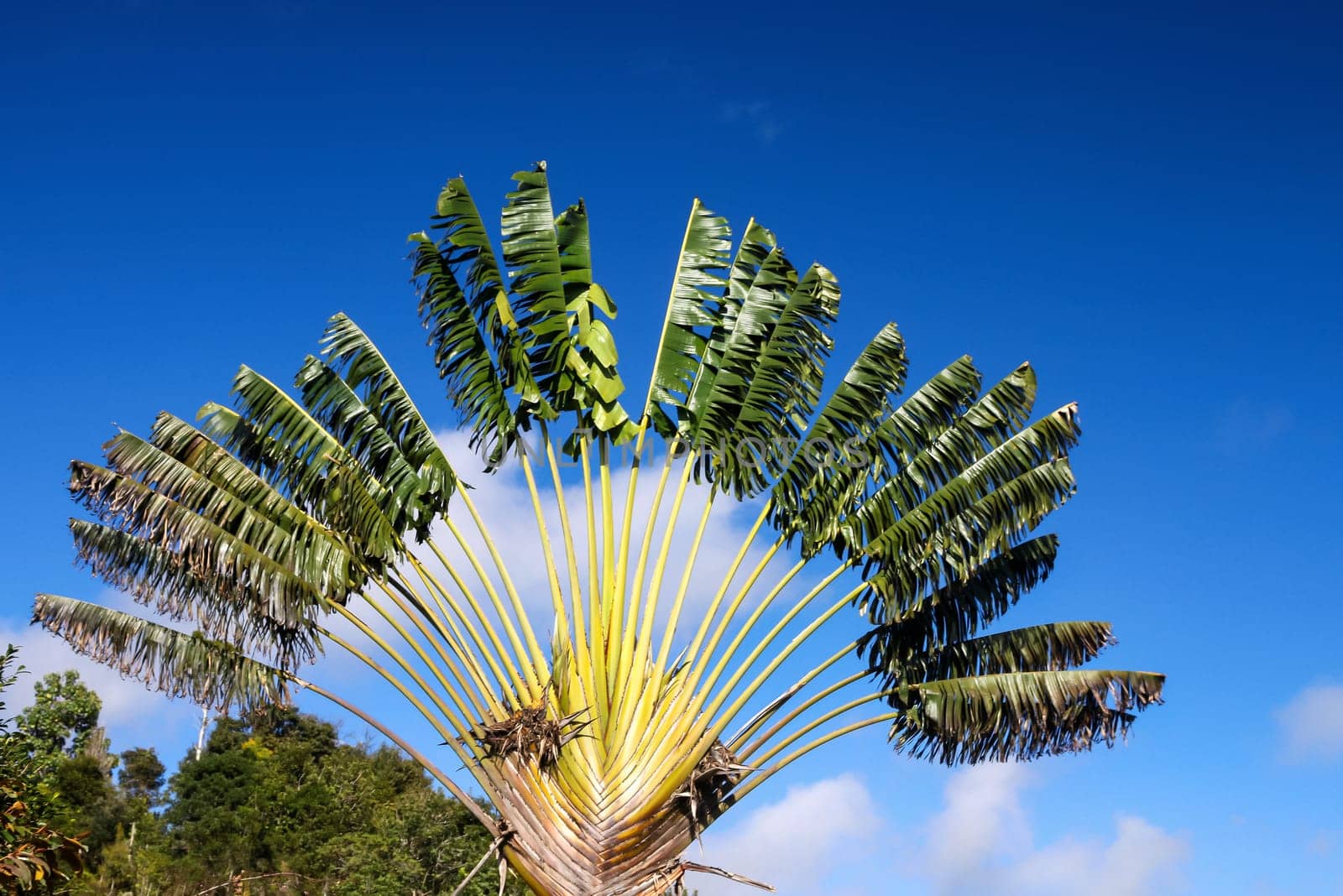 Ravenala palm called also travelers tree, the  symbol of Madagascar