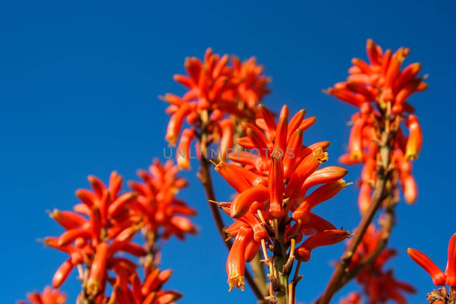 Red flowers of aloe vera plant in Madagascar
