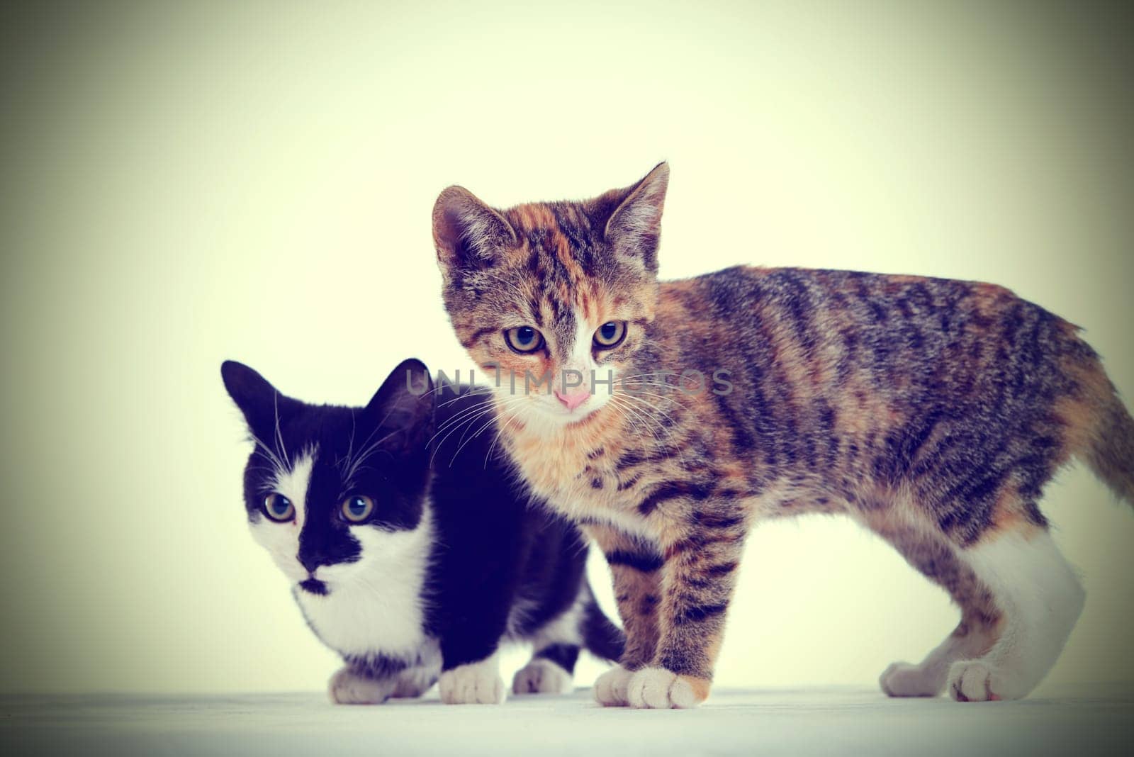 portrait of two cat children in front white background