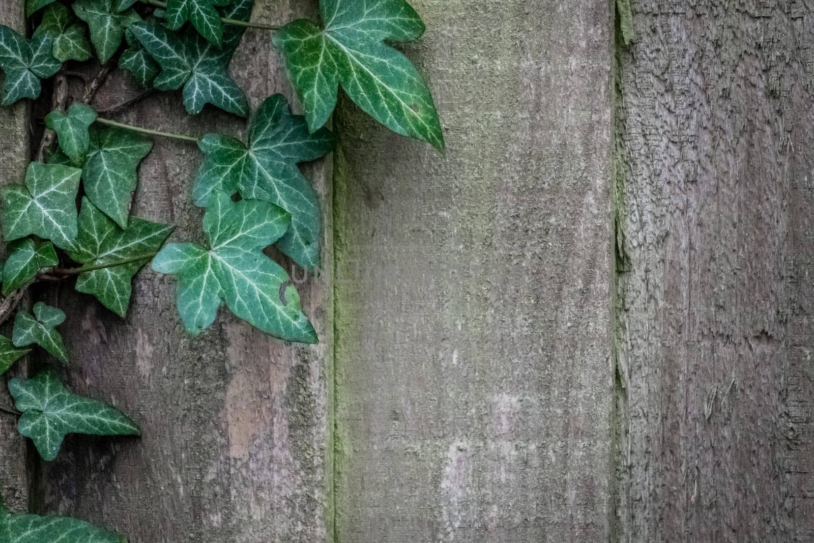 Green ivy climbing on the old wooden fence wall