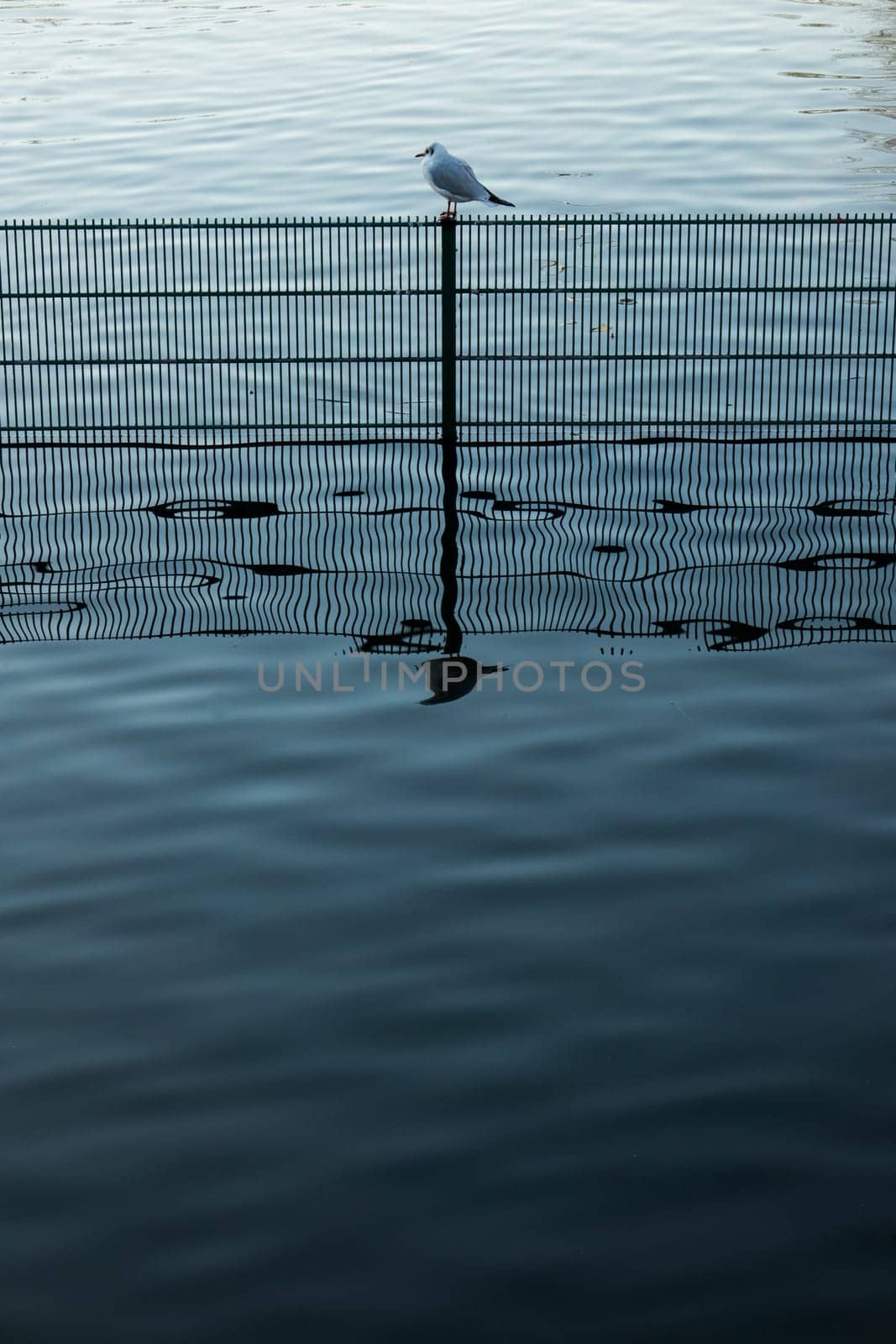 Single small bird sitting on a fence in water in a pond in Regents Park in London in the morning