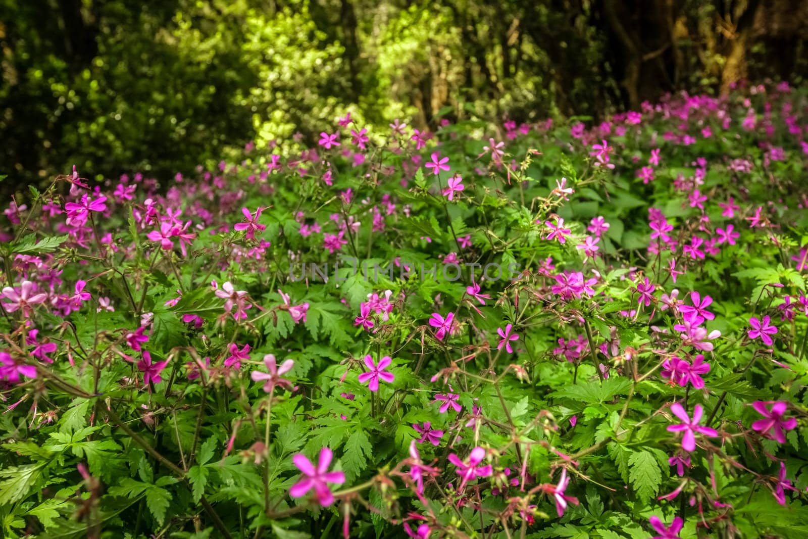 Pink flowers in the rainforest in Garajonay national park, La Gomera, Canary Islands, Spain