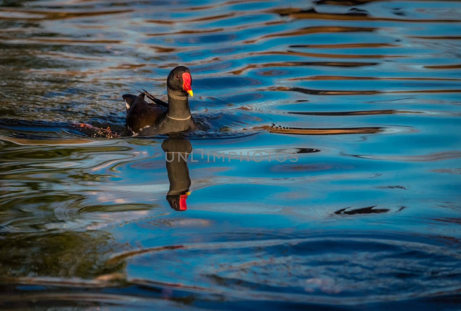 Black duck swimming in a small lake in Regents Park in London