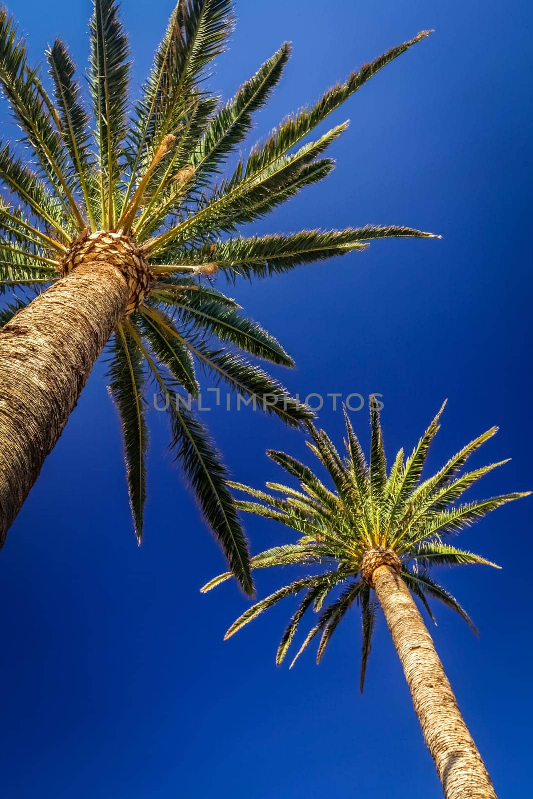 Two tall palmtrees with the blue sky in the background